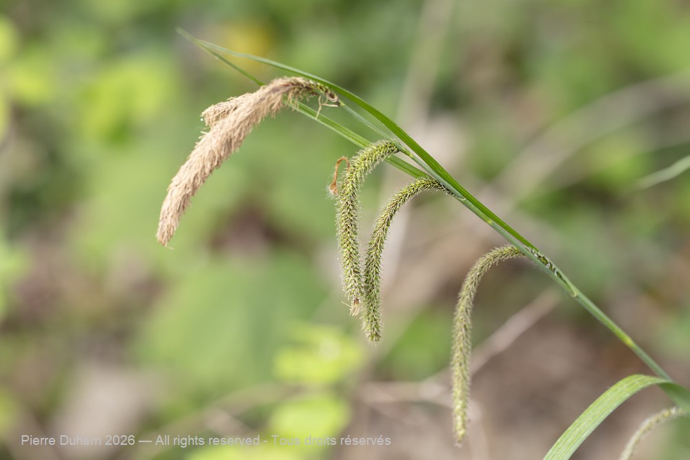  > Poales > Cyperaceae > Carex pendula