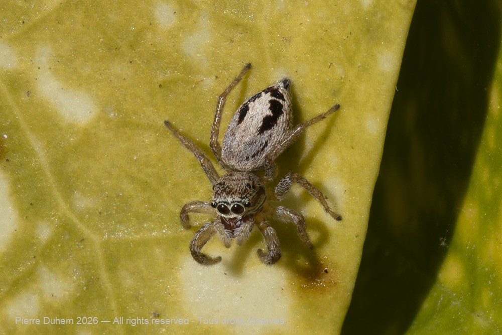 Arachnida > Araneae > Salticidae > Icius subinermis