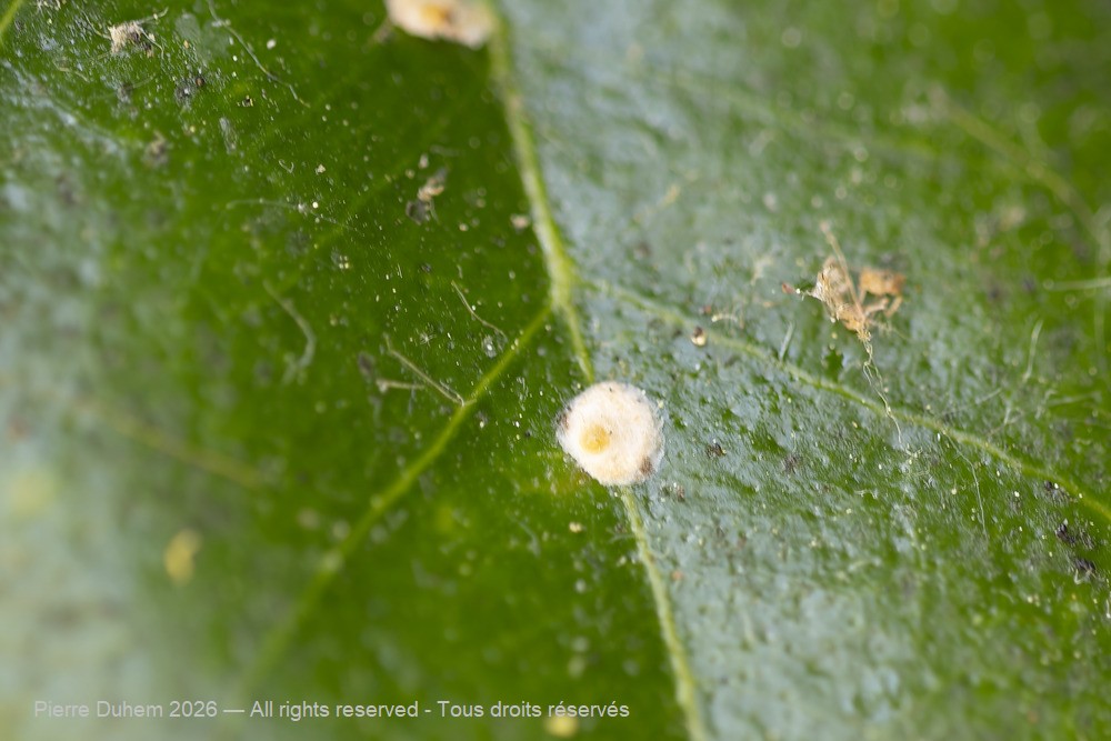 Insecta > Sternorrhyncha > Diaspididae > Aspidiotini