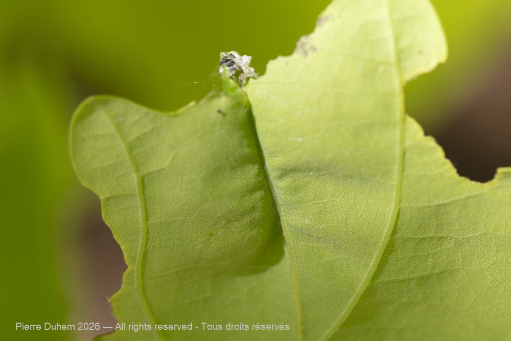 Insecta > Lepidoptera > Tortricidae > Tortricidae