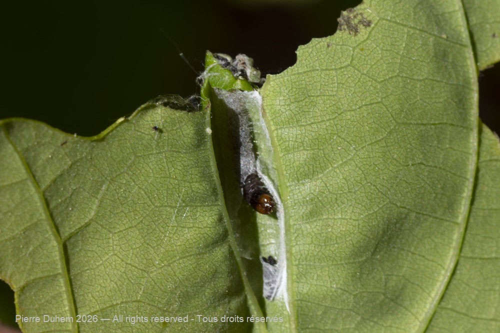 Insecta > Lepidoptera > Tortricidae > Tortricidae