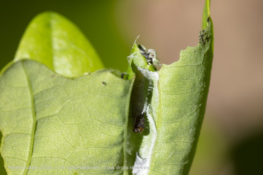 Insecta > Lepidoptera > Tortricidae > Tortricidae