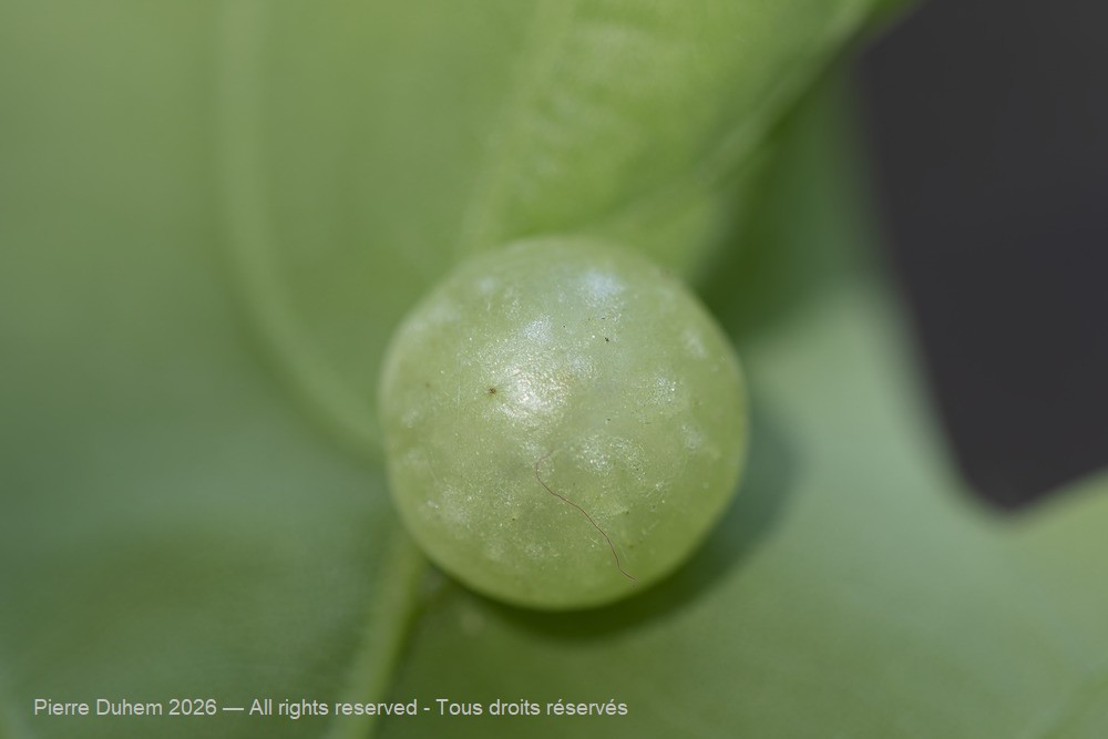 Neuroterus quercusbaccarum