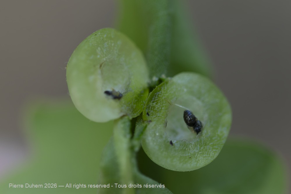 Neuroterus quercusbaccarum