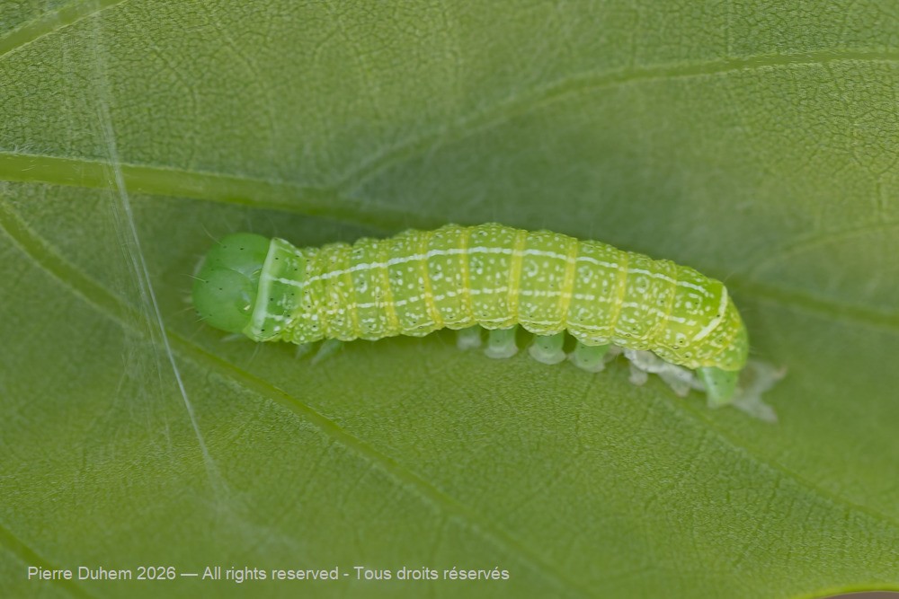 Insecta > Lepidoptera > Noctuidae > Orthosia cerasi