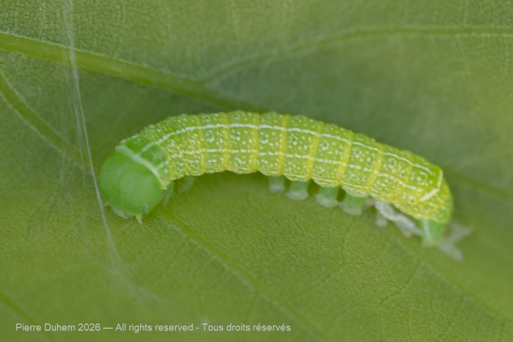 Insecta > Lepidoptera > Noctuidae > Orthosia cerasi