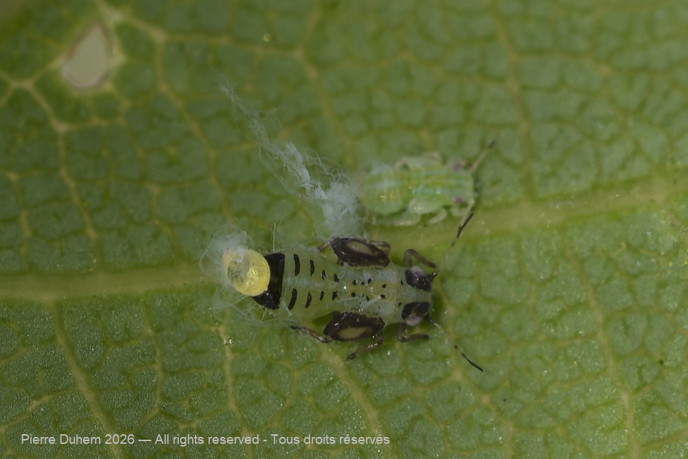 Insecta > Sternorrhyncha > Psyllidae > Cacopsylla pulchella