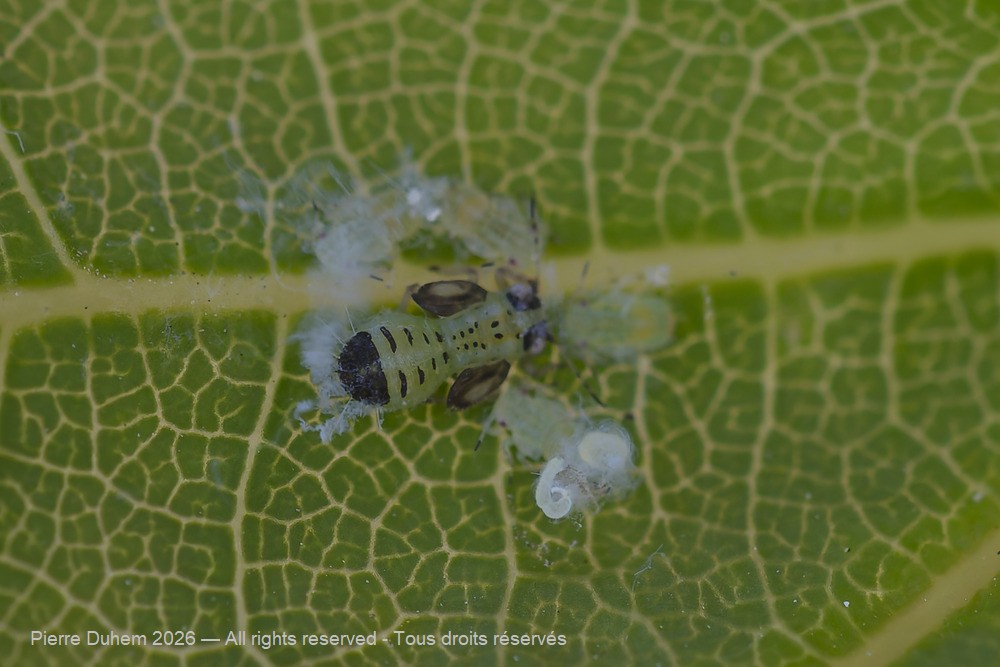 Insecta > Sternorrhyncha > Psyllidae > Cacopsylla pulchella
