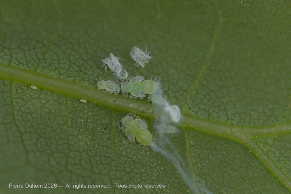 Insecta > Sternorrhyncha > Psyllidae > Cacopsylla pulchella
