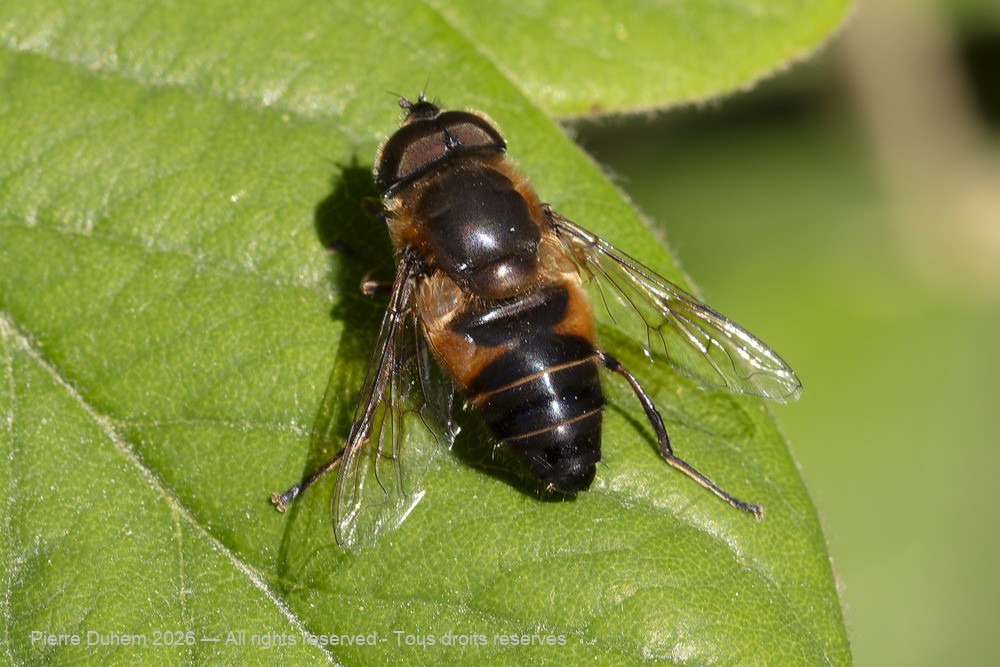 Insecta > Diptera > Syrphidae > Eristalis arbustorum