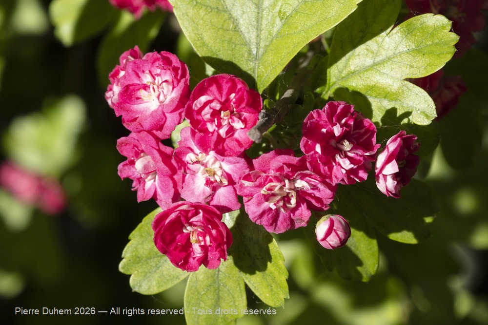  > Rosales > Rosaceae > Crataegus laevigata