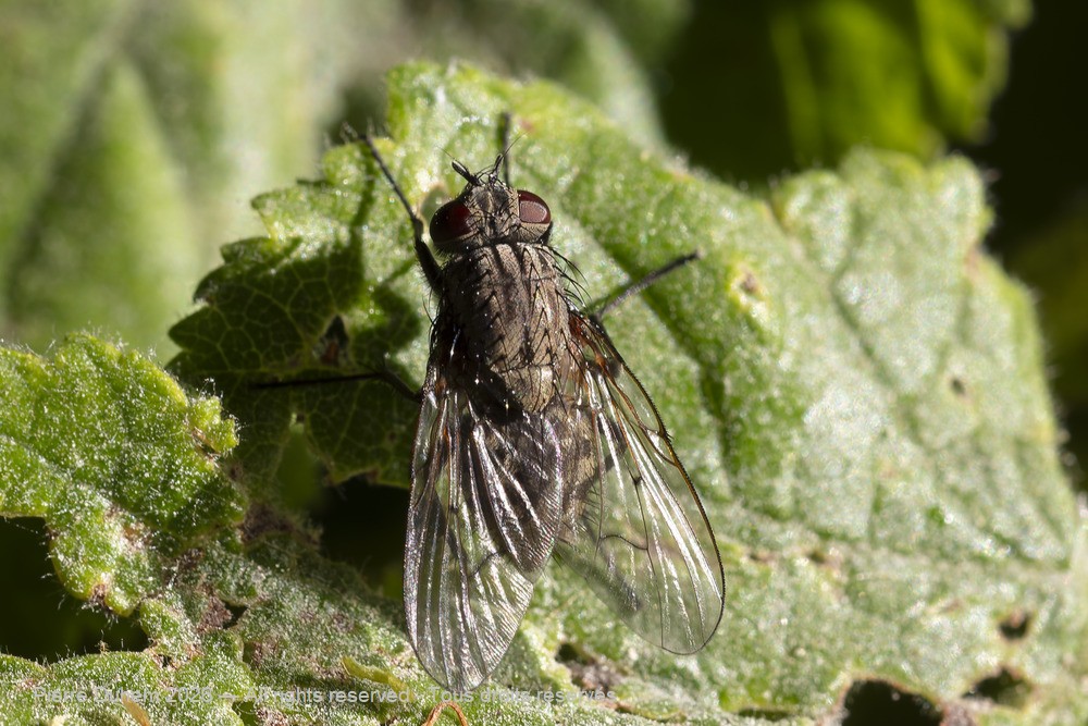 Insecta > Diptera > Muscidae > Helina evecta
