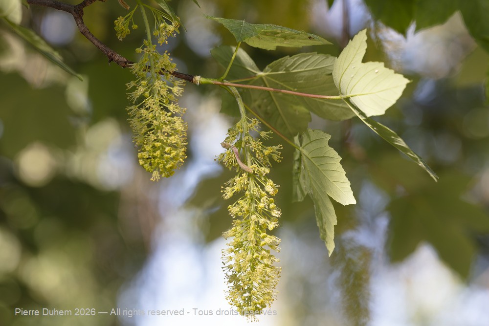  > Sapindales > Sapindaceae > Acer pseudoplatanus
