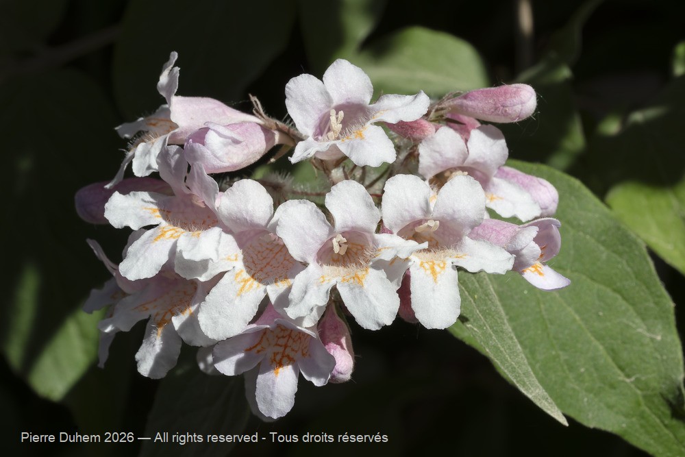  > Dipsacales > Caprifoliaceae > Kolkwitzia amabilis