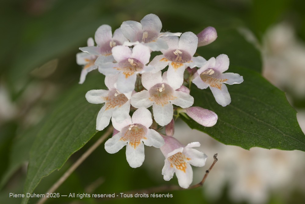  > Dipsacales > Caprifoliaceae > Kolkwitzia amabilis
