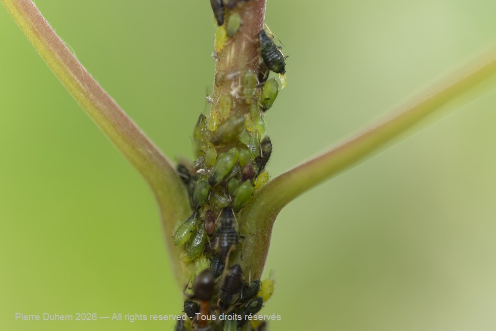 Periphyllus testudinaceus