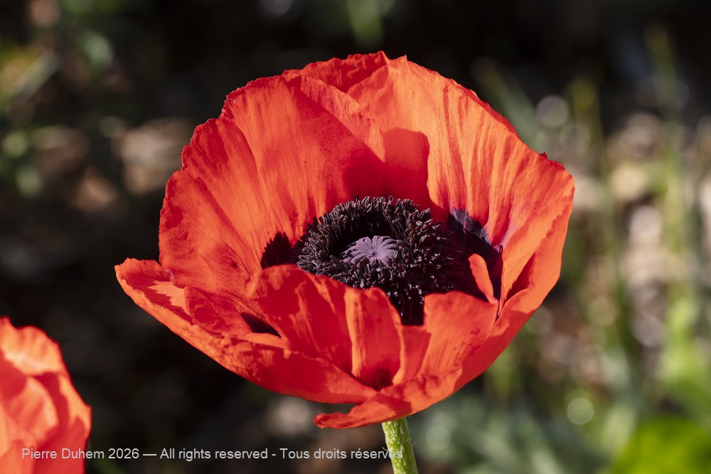  > Papaverales > Papaveraceae > Papaver orientale