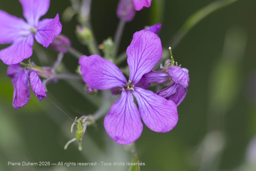  > Brassicales > Brassicaceae > Lunaria annua