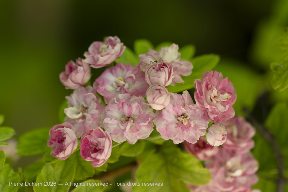 > Rosales > Rosaceae > Crataegus laevigata