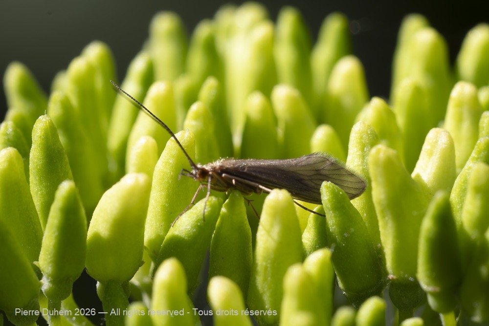 Insecta > Trichoptera > Psychomyiidae > Tinodes waeneri