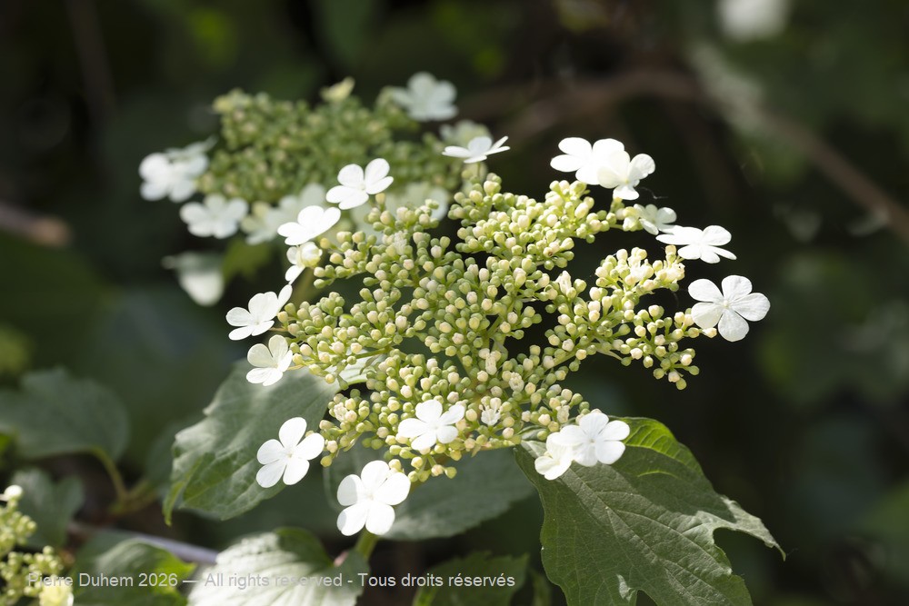  > Dipsacales > Adoxaceae > Viburnum opulus