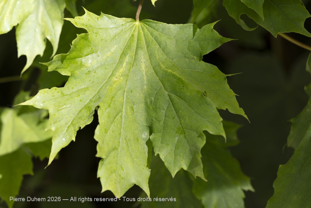  > Sapindales > Sapindaceae > Acer platanoides