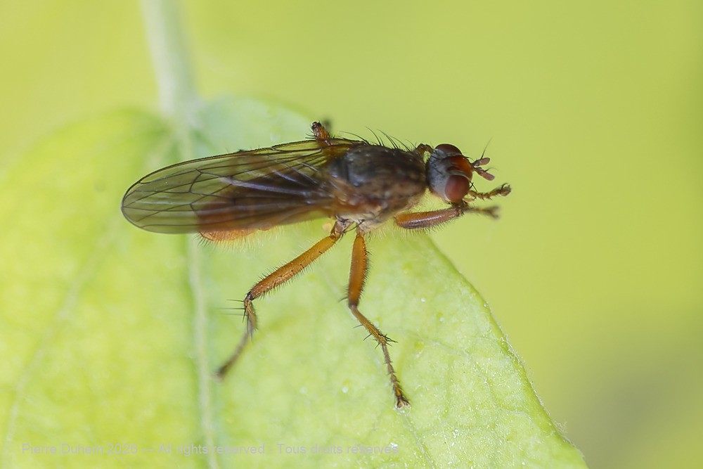 Insecta > Diptera > Scathophagidae > Scathophaga lutaria