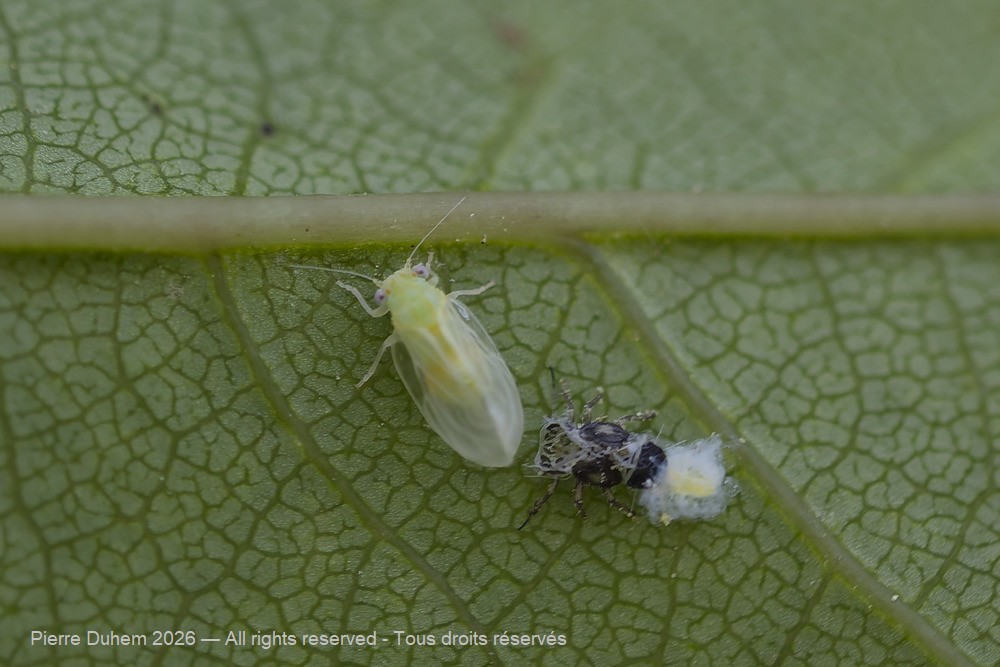 Cacopsylla pulchella