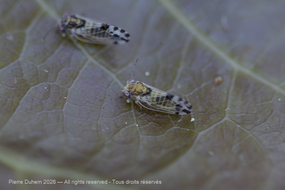 Cacopsylla pulchella