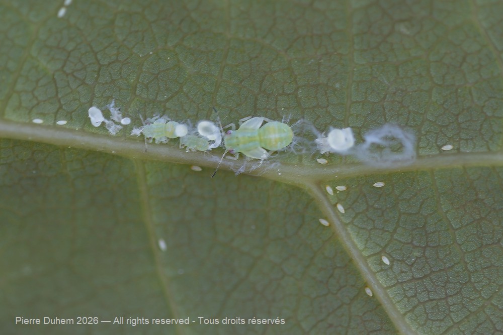 Cacopsylla pulchella