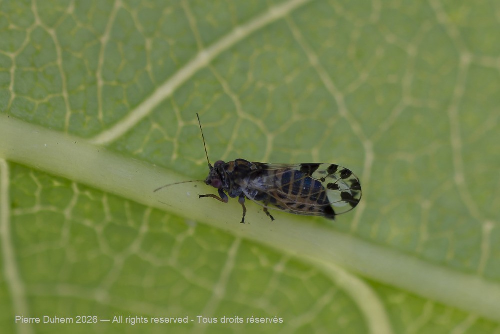 Cacopsylla pulchella