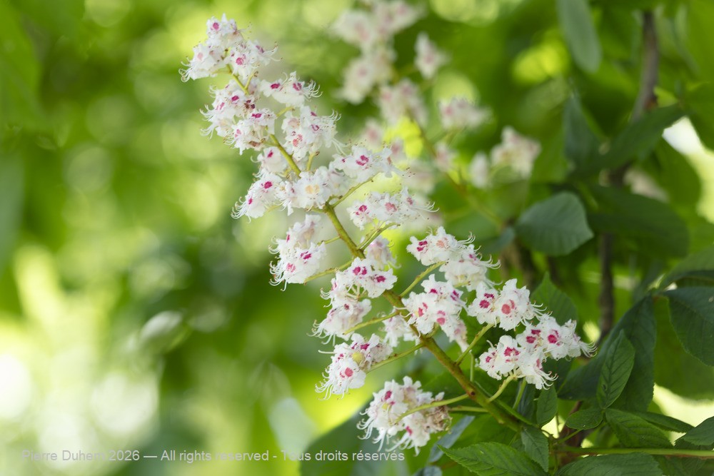  > Sapindales > Sapindaceae > Aesculus hippocastanum
