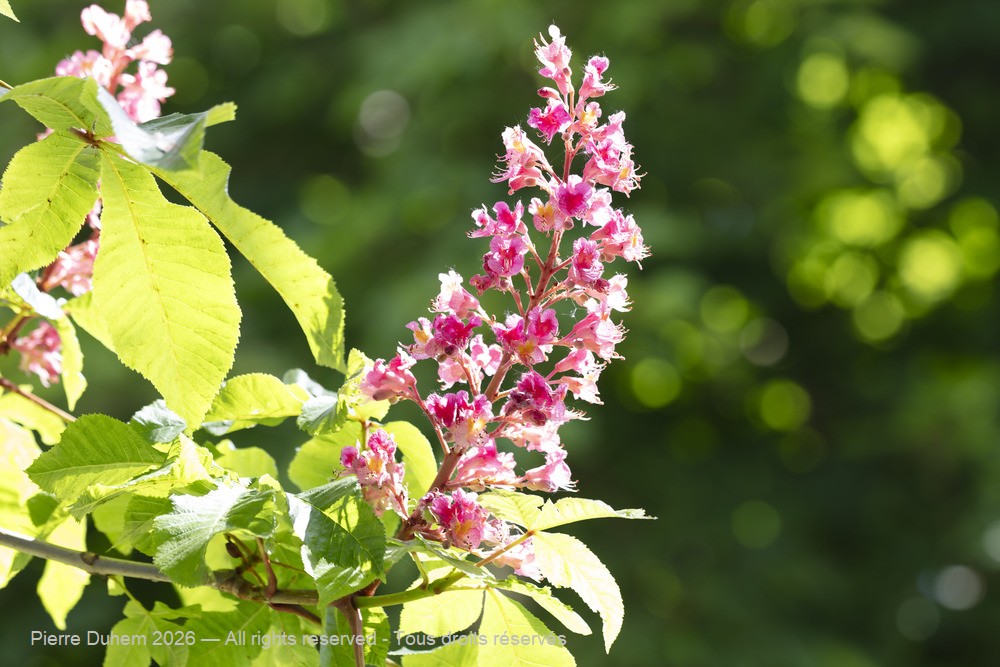  > Sapindales > Sapindaceae > Aesculus x_carnea