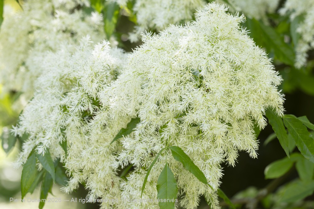  > Lamiales > Oleaceae > Fraxinus ornus