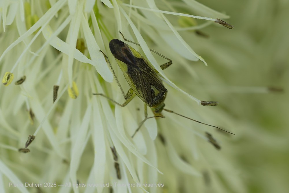 Closterotomus trivialis