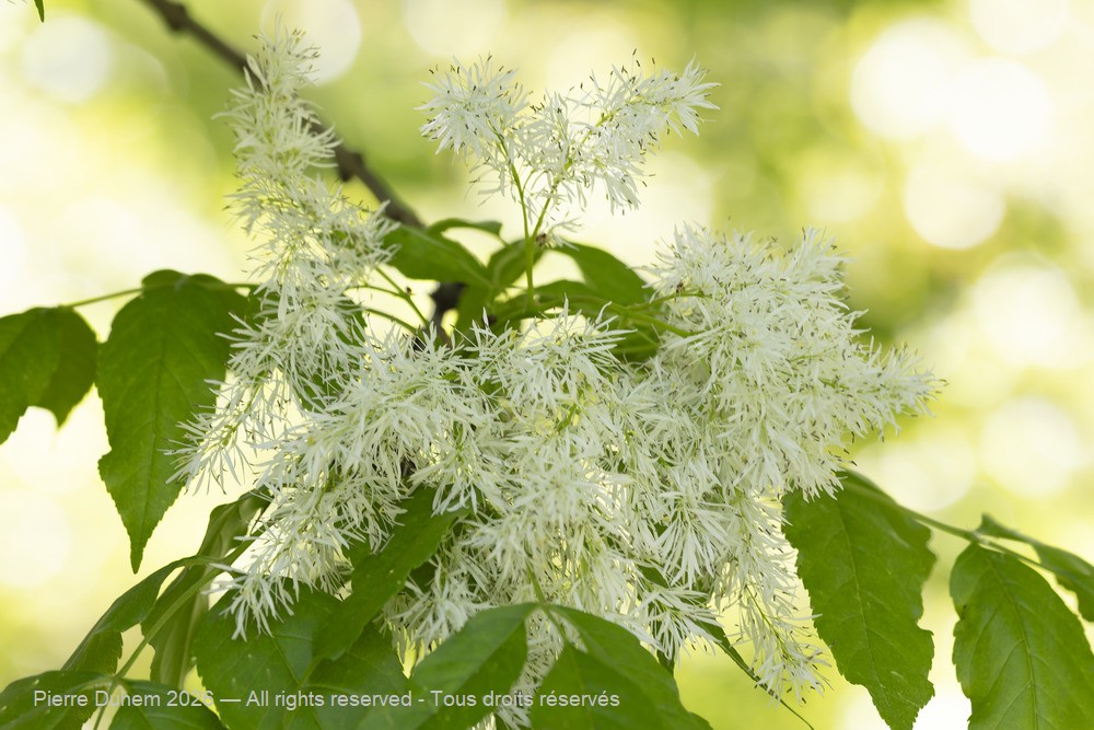  > Lamiales > Oleaceae > Fraxinus ornus