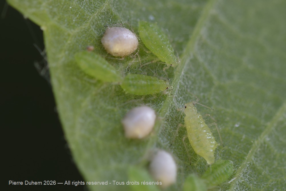 Periphyllus acericola