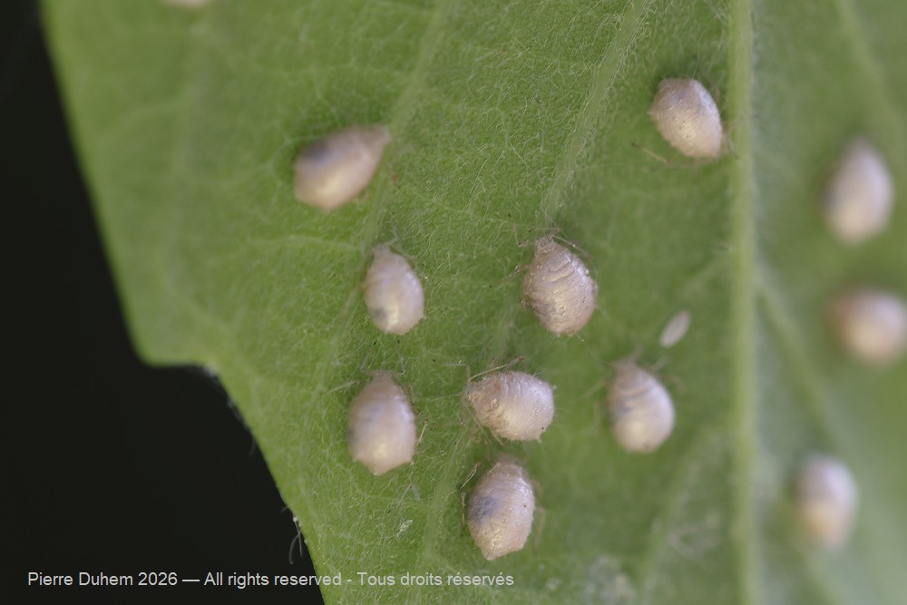 Periphyllus acericola