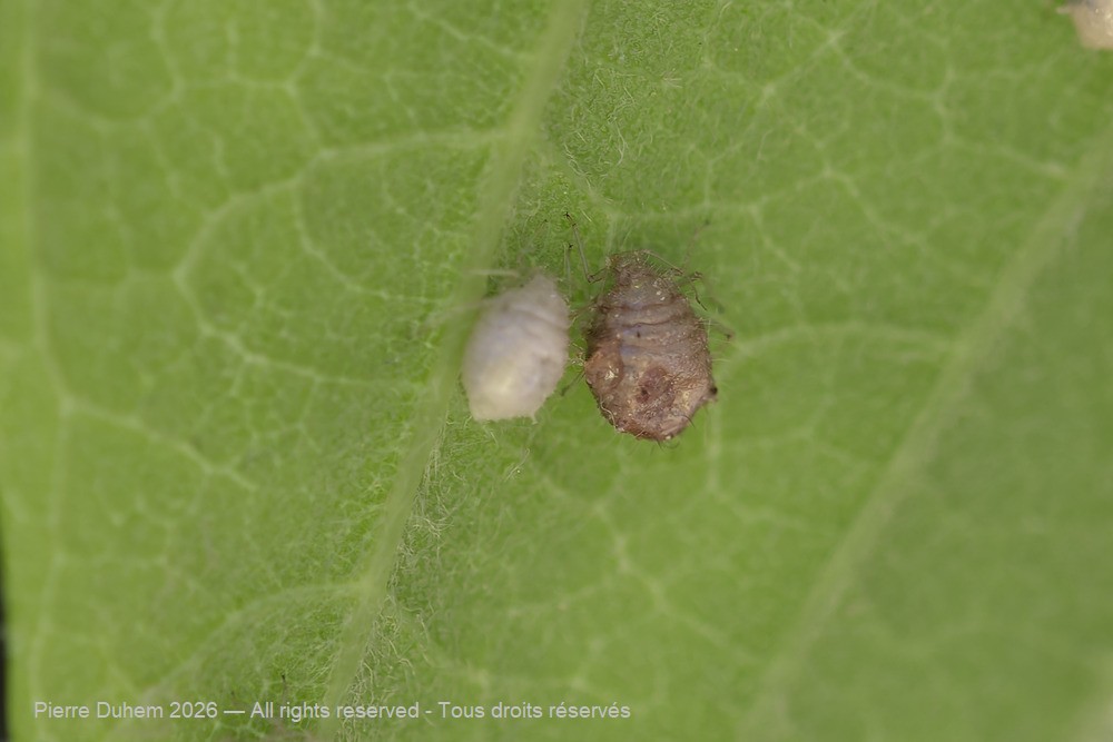 Periphyllus acericola