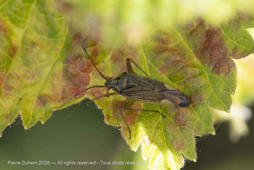 Closterotomus trivialis