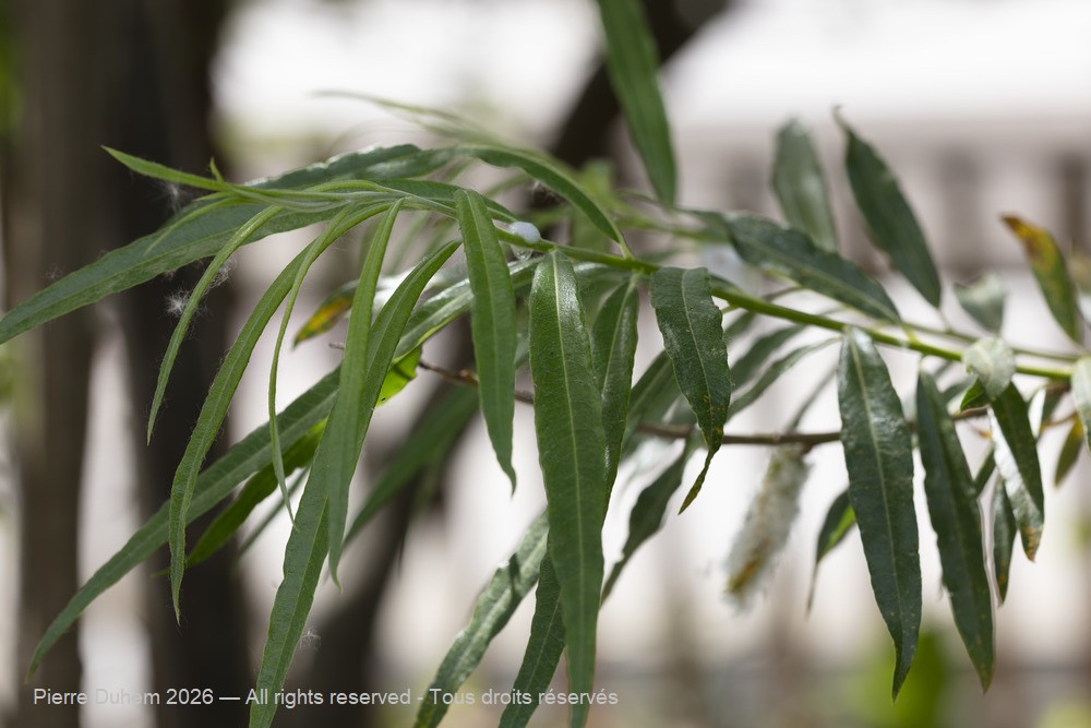  > Malpighiales > Salicaceae > Salix viminalis