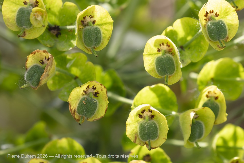  > Malpighiales > Euphorbiaceae > Euphorbia martini