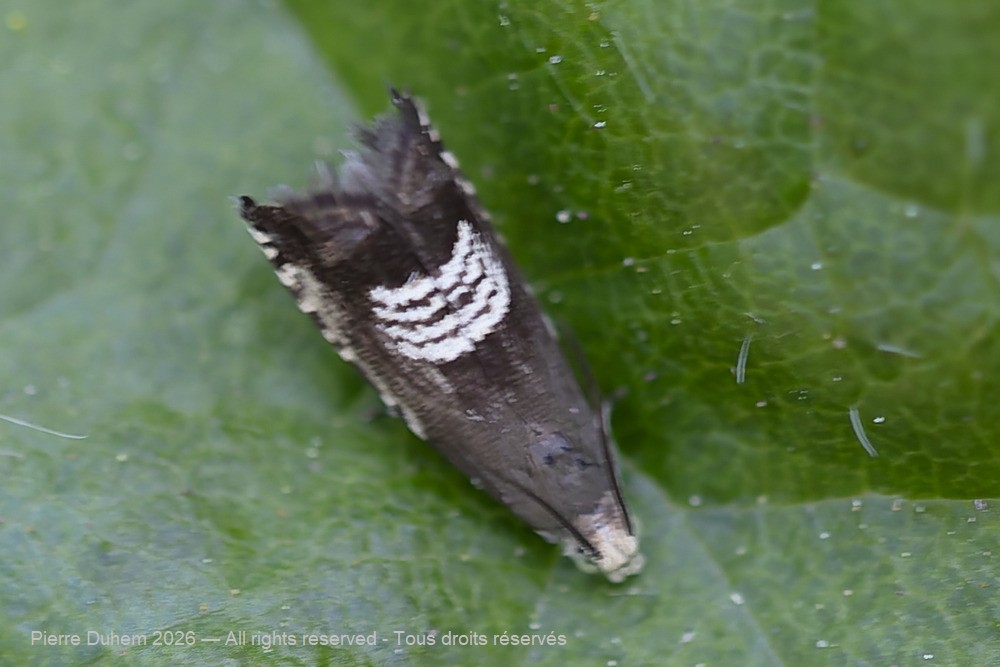 Insecta > Lepidoptera > Tortricidae > Grapholita compositella
