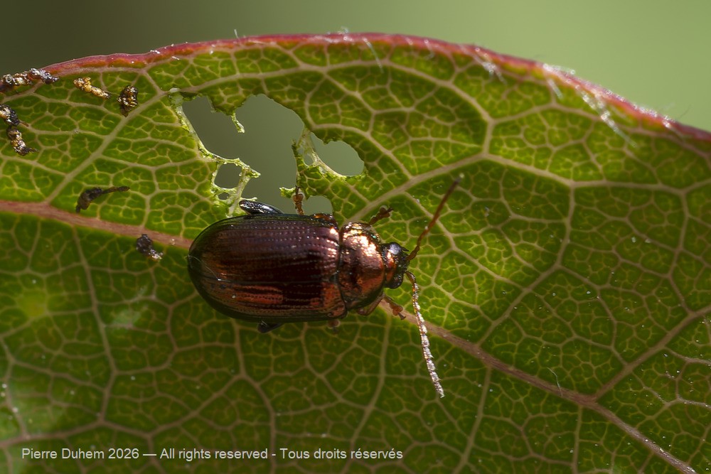 Insecta > Coleoptera > Chrysomelidae > Crepidodera aurea