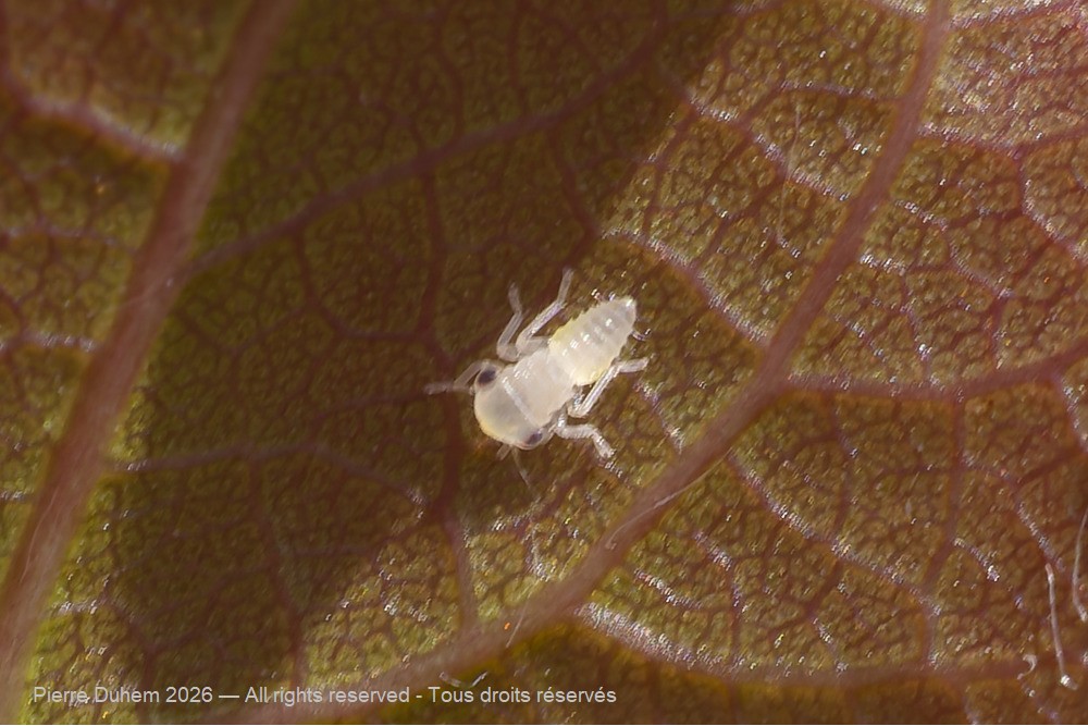 Insecta > Auchenorrhyncha > Cicadellidae > Idiocerini