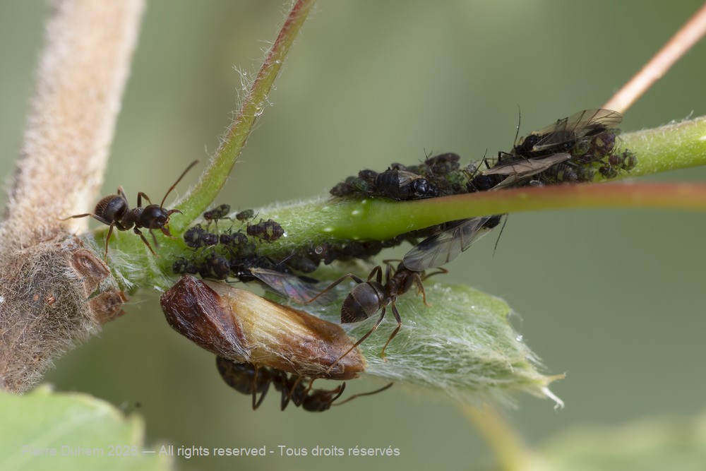 Insecta > Sternorrhyncha > Aphididae > Chaitophorus populeti