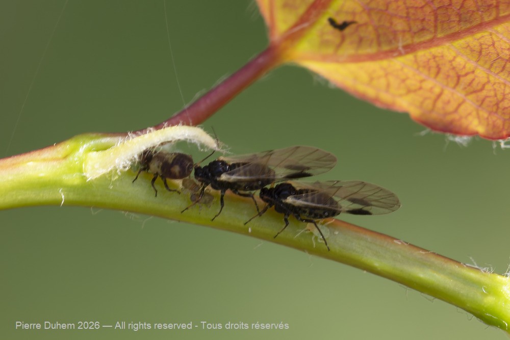 Insecta > Sternorrhyncha > Aphididae > Chaitophorus populeti