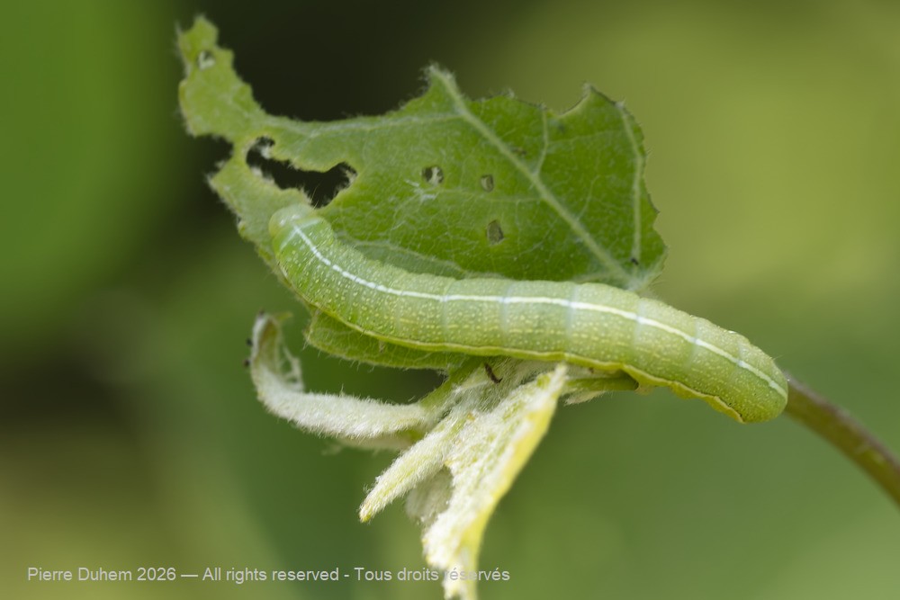 Orthosia incerta