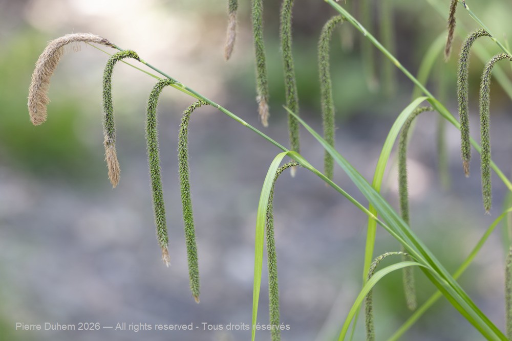  > Poales > Cyperaceae > Carex pendula