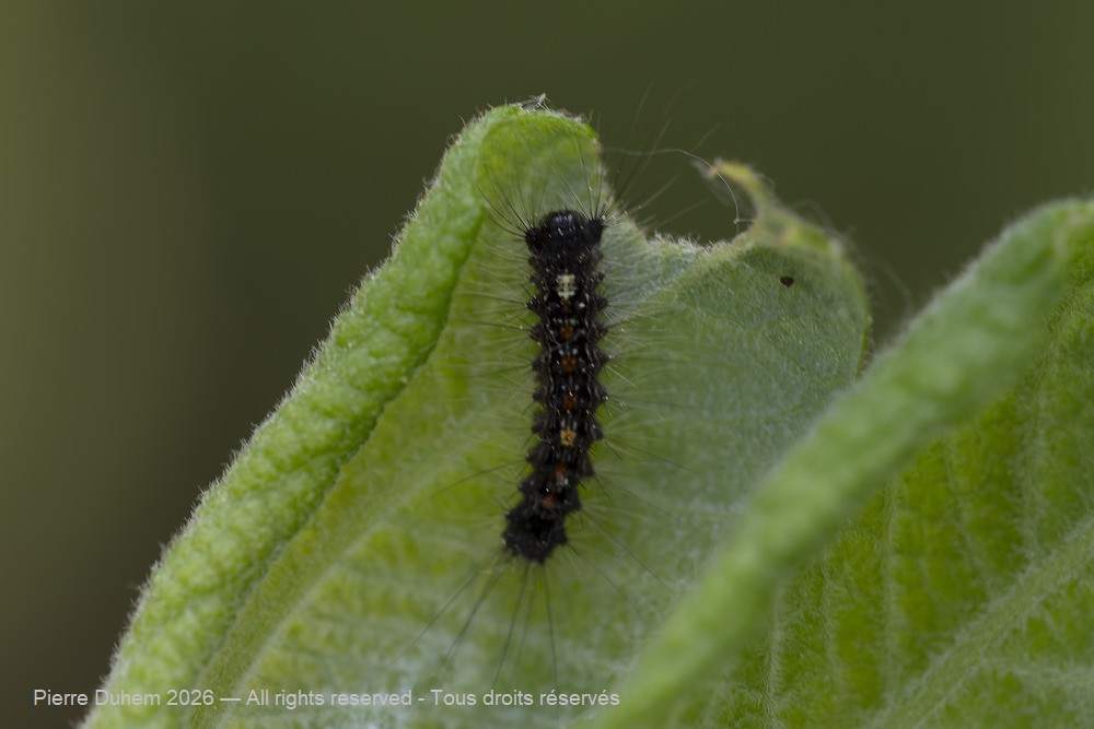 Insecta > Lepidoptera > Erebidae > Lymantria dispar
